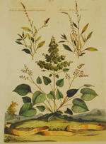 Acetosa Vesicaria Mexiocana