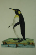 World's First Depiction Of A King Penguin