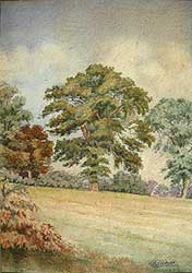 Palmer oak trees