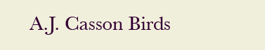 A J Casson birds
