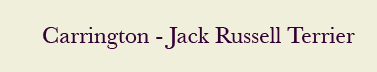 Carrington-jack-russell