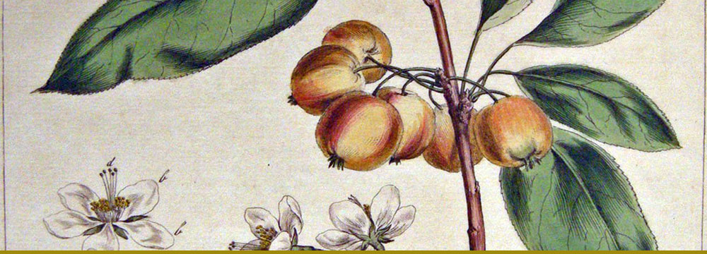 Antique botanical print of crabapple tree